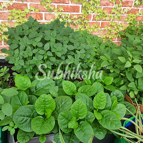 Best cabbage Planting Bags Manufacturer in India