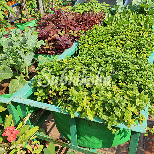 Best cabbage Planting Bags Manufacturer in India