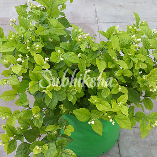 Best Green Chili Planting Bags in Kerala