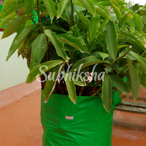 Best Grow Bags in chennai