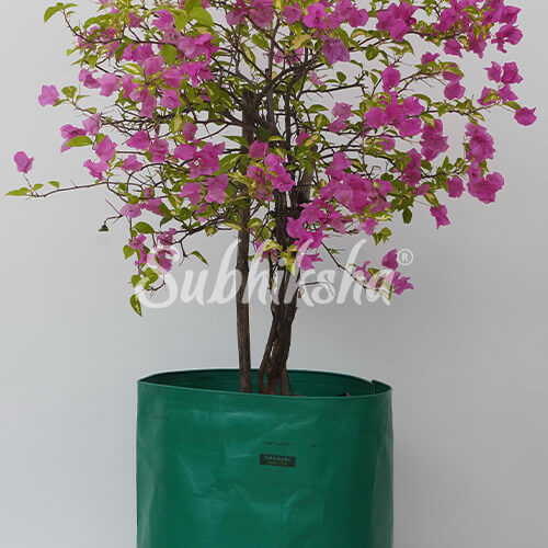 Best Ladies Finger Planting Bags in Kerala