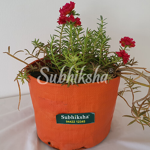 Best Marigold Planting Bags in Kerala