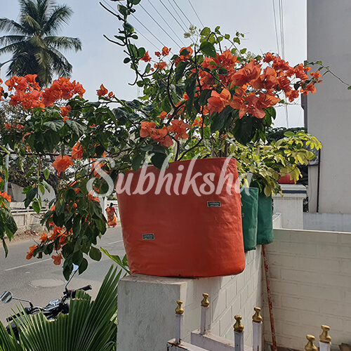 Best Rose Planting Bags in Erode