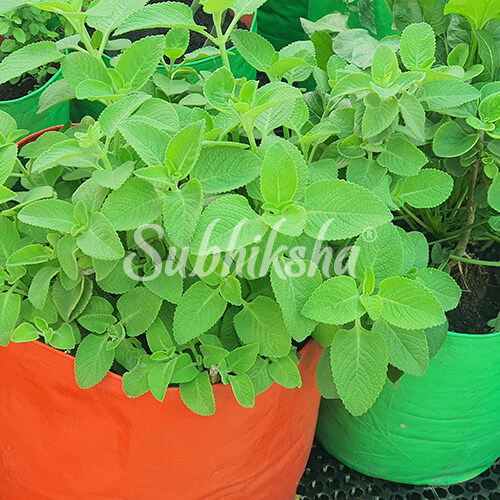 Best Succulents Planting Bags in Kerala