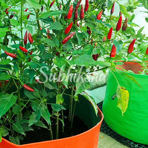 Best Thulsi Planting Bags in Salem