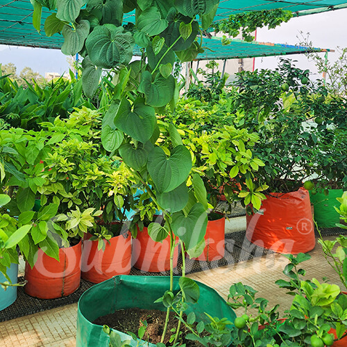 Best Grow Bags Manufacturer in kerala 