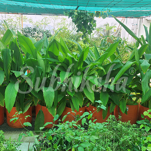 Best Grow Bags Manufacturer in kochi 