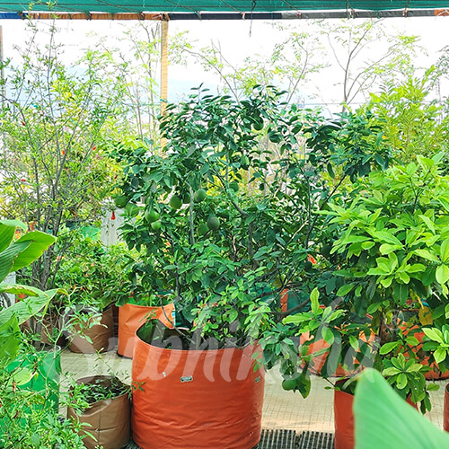 Best Grow Bags Manufacturer in thiruvananthapuram 