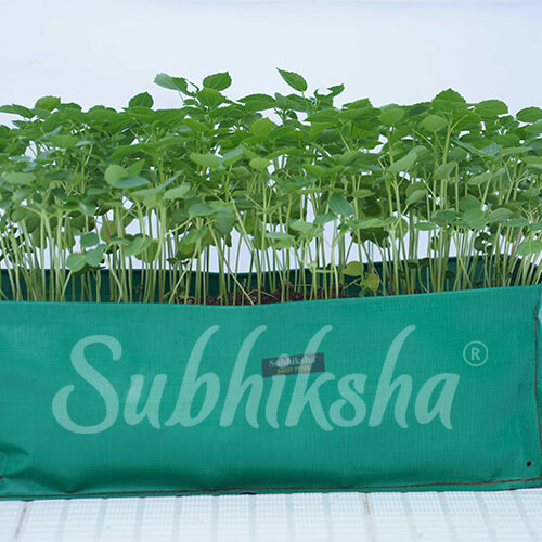 Best Grow Bags Manufacturer in vellore