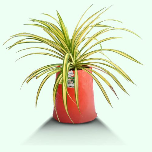 vegetable-planting-bag-in-outdoors