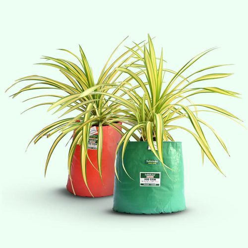 vegetable-planting-bags-in-terrace (1)